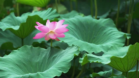 Summer Lotus Pond Classical Natural leaf flowers Poetic Wind rain dew petal Stock Footage 233595985