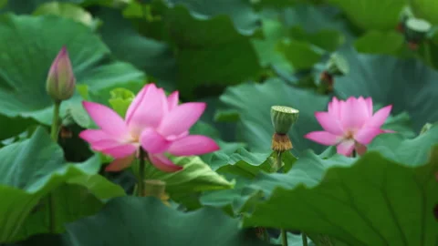 Summer Lotus Pond Classical Natural leaf flowers Poetic Wind rain dew petal Stock Footage 233596309