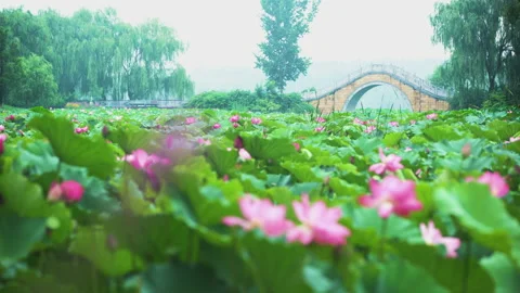 Summer Lotus Pond Classical Natural leaf flowers Poetic Wind rain dew petal Stock Footage 233596935