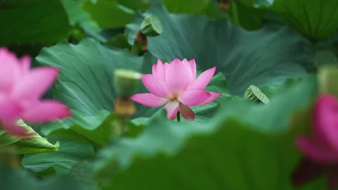 Summer Lotus Pond Classical Natural leaf flowers Poetic Wind rain dew petal Stock Footage 233597899