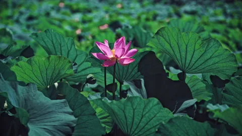 Summer Lotus Pond Classical Natural leaf flowers Poetic Wind rain dew petal Stock Footage 233600157