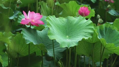 Summer Lotus Pond Classical Natural leaf flowers Poetic Wind rain dew petal Stock Footage 233601647