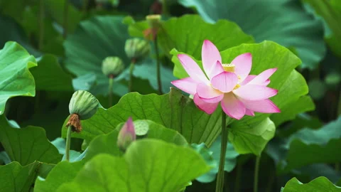 Summer Lotus Pond Classical Natural leaf flowers Poetic Wind rain dew petal Stock Footage 233601677