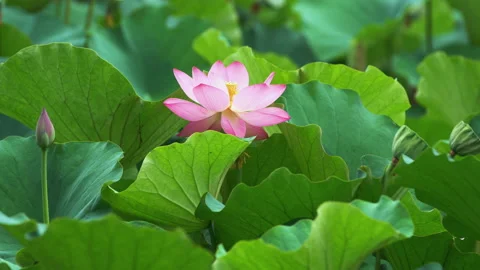 Summer Lotus Pond Classical Natural leaf flowers Poetic Wind rain dew petal Stockbeeldmateriaal 233601884