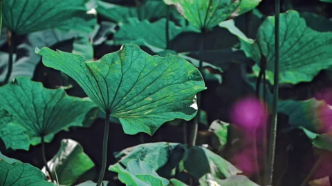 Summer Lotus Pond Classical Natural leaf flowers Poetic Wind rain dew petal Stock Footage 233602662