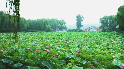 Summer Lotus Pond Classical Natural leaf flowers Poetic Wind rain dew petal Stock Footage 233603046