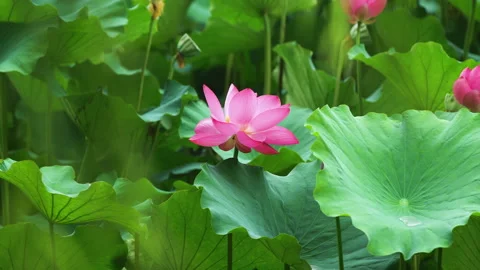 Summer Lotus Pond Classical Natural leaf flowers Poetic Wind rain dew petal Stock Footage 233604614