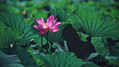 Summer Lotus Pond Classical Natural leaf flowers Poetic Wind rain dew petal Stock Footage 233605003