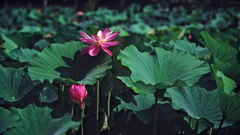 Summer Lotus Pond Classical Natural leaf flowers Poetic Wind rain dew petal Stock Footage 233605146