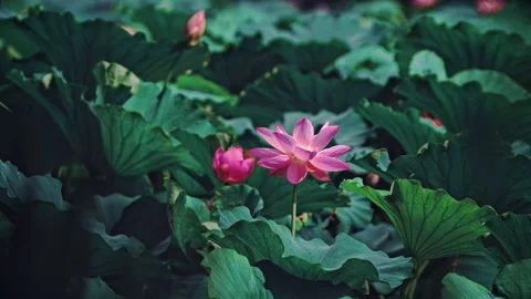 Summer Lotus Pond Classical Natural leaf flowers Poetic Wind rain dew petal Stock Footage 233605231