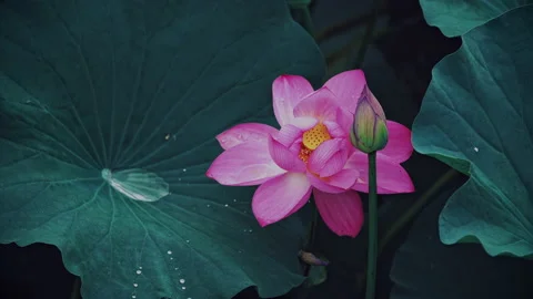 Summer Lotus Pond Classical Natural leaf flowers Poetic Wind rain dew petal Stock Footage 233605540