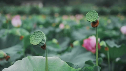 Summer Lotus Pond with Seedpods and Aquatic Plants in Natural Setting Stock Footage 333041553
