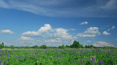 Summer lupine flowers Stock Footage