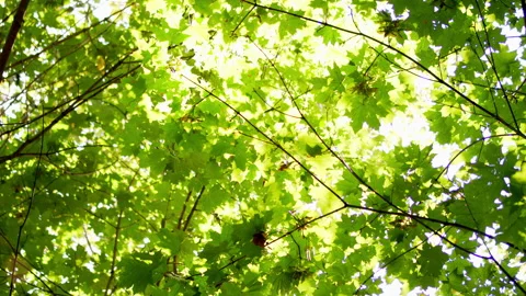 Summer lush maple tree leaves in bokeh light. Green maple leaves are swaying Stock Footage 165771945