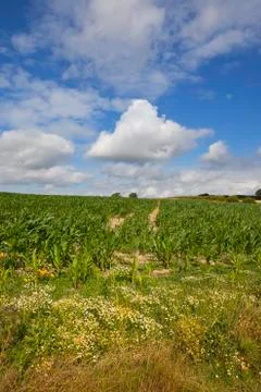 Summer maize field Stock Photos