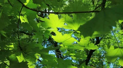 Summer maple Stock-Footage 11234961