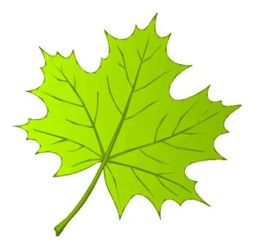 Summer Maple Leaf Low Poly Stock Illustration