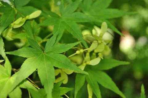 Summer Maple Leaves 1 Stock Photos