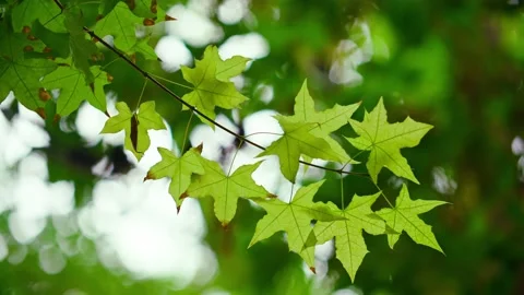 Summer maple leaves Stock Footage 234115524