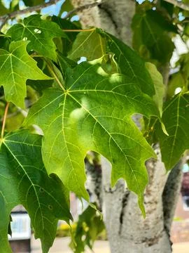 Summer maple leaves Stock Photos
