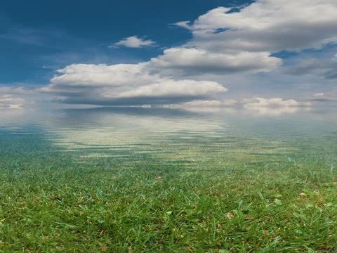 Summer marshy area Stock Photos