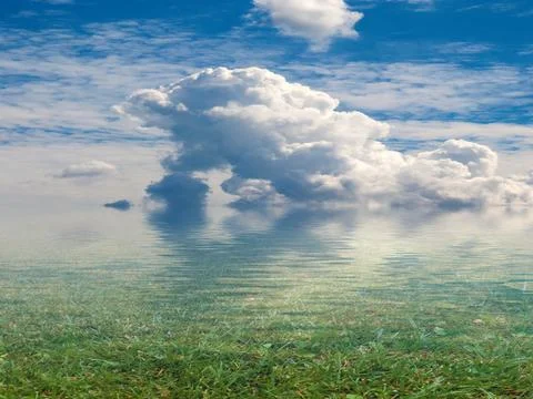 Summer marshy area Stock Photos