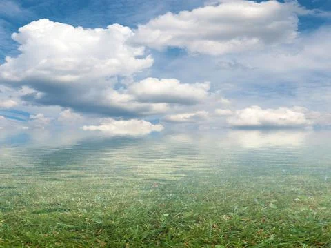 Summer marshy area Stock Photos