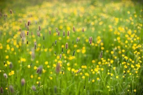 Summer meadow abstract Stock Photos