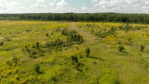 Summer meadow aerial Vidéo 116983310