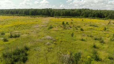 Summer meadow aerial Vidéo 116983368