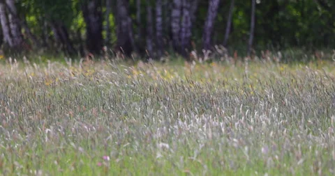 Summer meadow against the forest background, 4K slomo Stock Footage 169233050