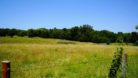 Summer meadow and barbed wire fence Stock Footage 76918746