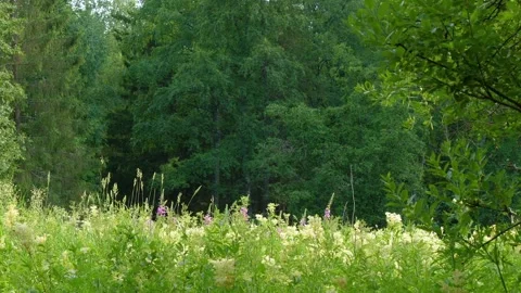Summer Meadow and Forest Edge in the Southern Urals, Russia Stock Footage 325378785