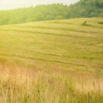 Summer meadow backdrop Stock Photos