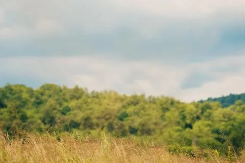 Summer meadow backdrop Stock Photos