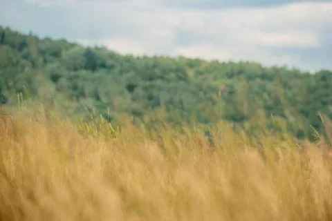 Summer meadow backdrop Stock Photos