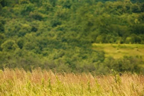 Summer meadow backdrop Stock Photos