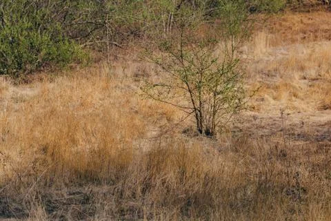 Summer meadow backdrop Stock Photos