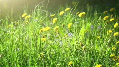 Summer Meadow Background Stock Footage 90540907