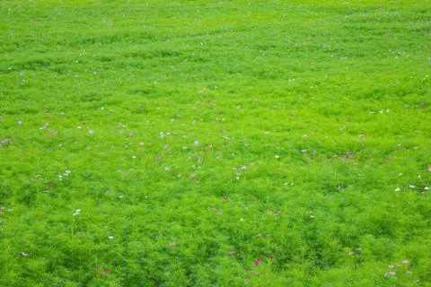 Summer meadow background. Stock Photos