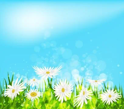 Summer meadow background with white daisy flowers Stock Illustration