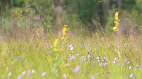 Summer Meadow with Blue Bells and yellow flowers Stock Footage