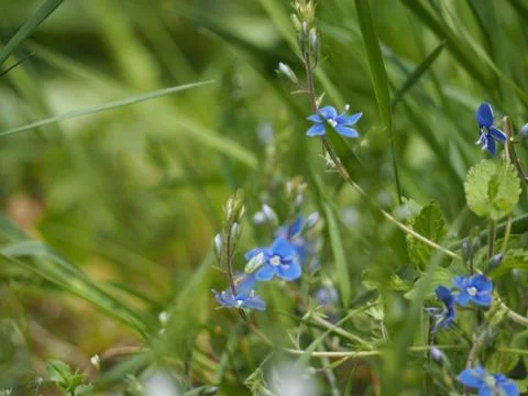 Summer meadow blue flowers in the grass. Stock Photos