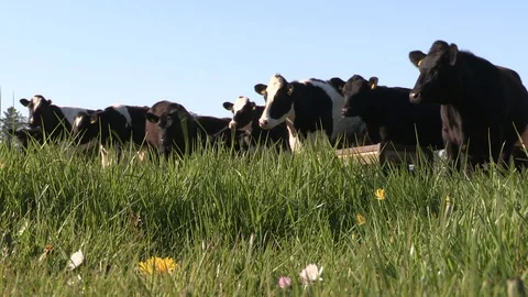Summer Meadow with Cattle Stock Footage 126643744