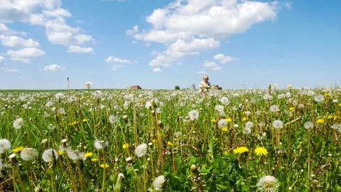 Summer meadow, child. The girl walks among the dandelions. Stock Footage