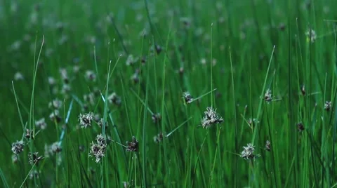 Summer meadow close Stock Footage 44372919