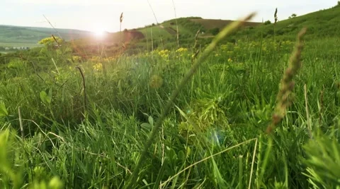 Summer meadow close up, soft sunset light Stock Footage 62749815