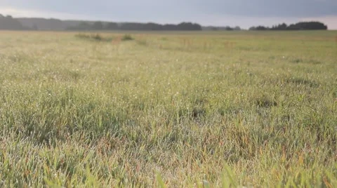 Summer meadow on cloud day Vídeos de archivo 53497838
