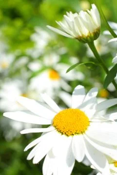 Summer meadow of daisies Stock Photos