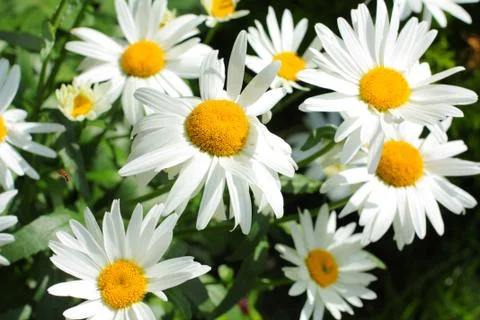 Summer meadow of daisies Stock Photos